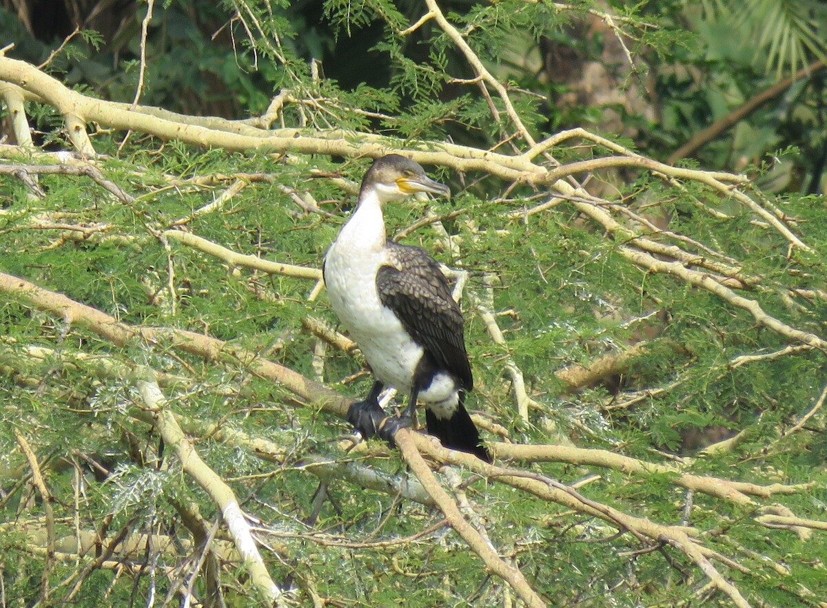 Great Cormorant - ML97295971