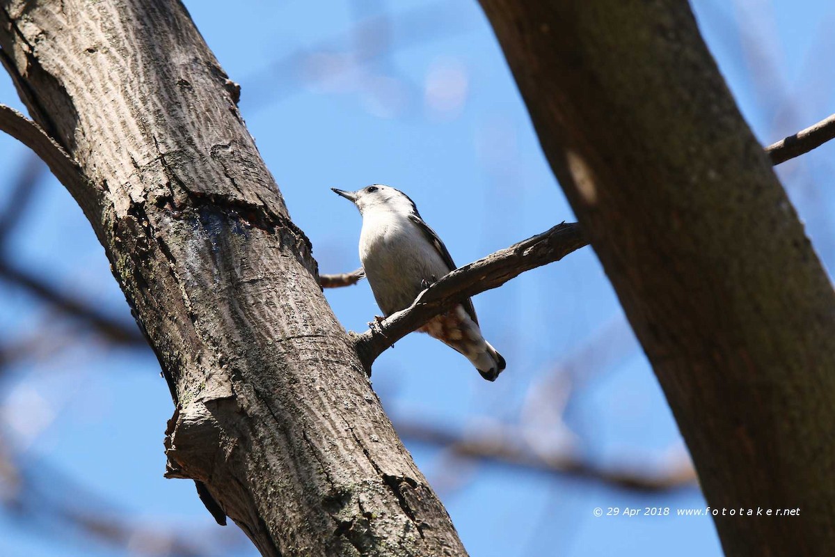 White-breasted Nuthatch - ML97296871