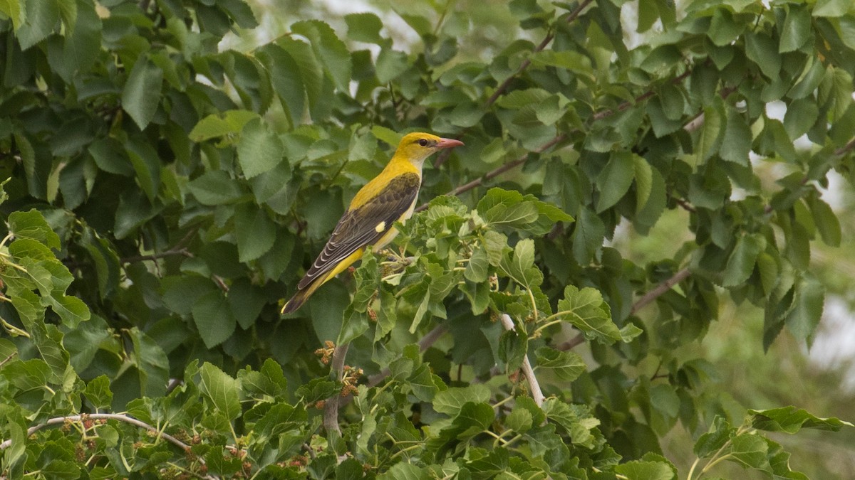 Eurasian Golden Oriole - ML97298871