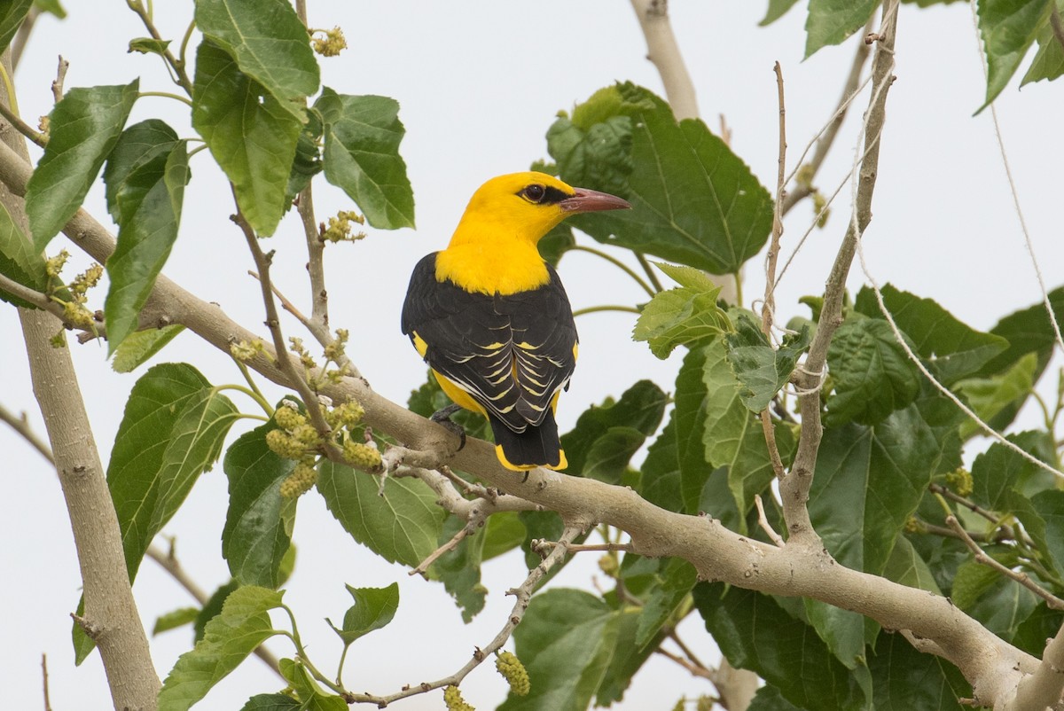 Eurasian Golden Oriole - ML97298881