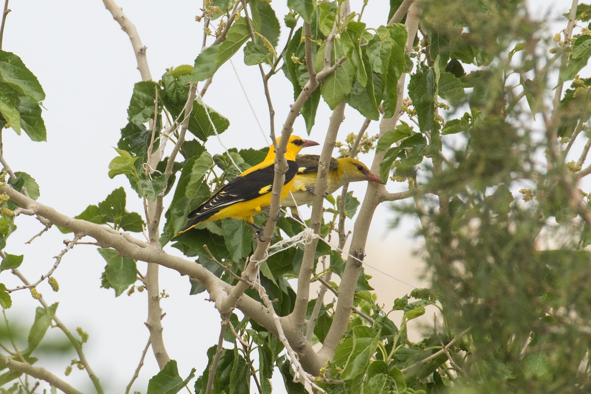 Eurasian Golden Oriole - ML97298931