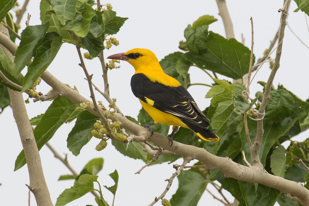 Eurasian Golden Oriole - ML97298951