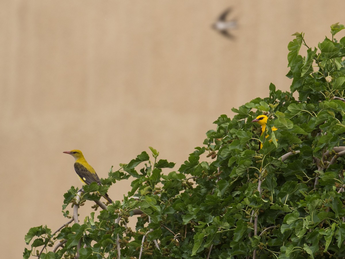 Eurasian Golden Oriole - ML97299001