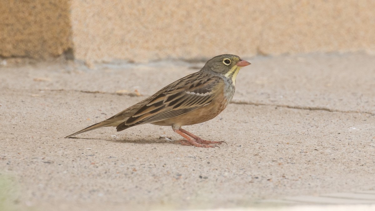 Ortolan Bunting - ML97299111