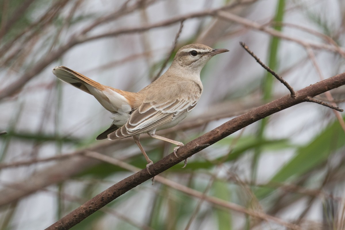 Rufous-tailed Scrub-Robin (Rufous-tailed) - ML97299161