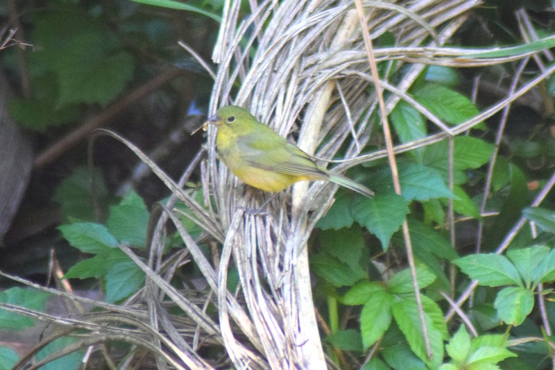 Painted Bunting - ML97299711