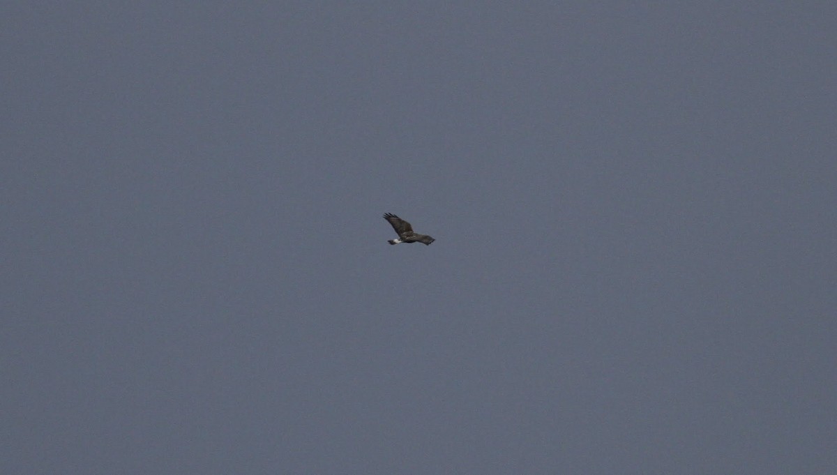 Rough-legged Hawk - ML97301761