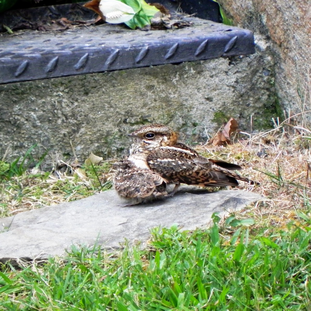 White-tailed Nightjar - ML97302351