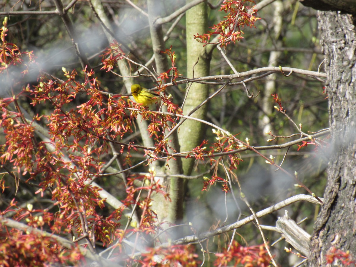 Prairie Warbler - John Coyle