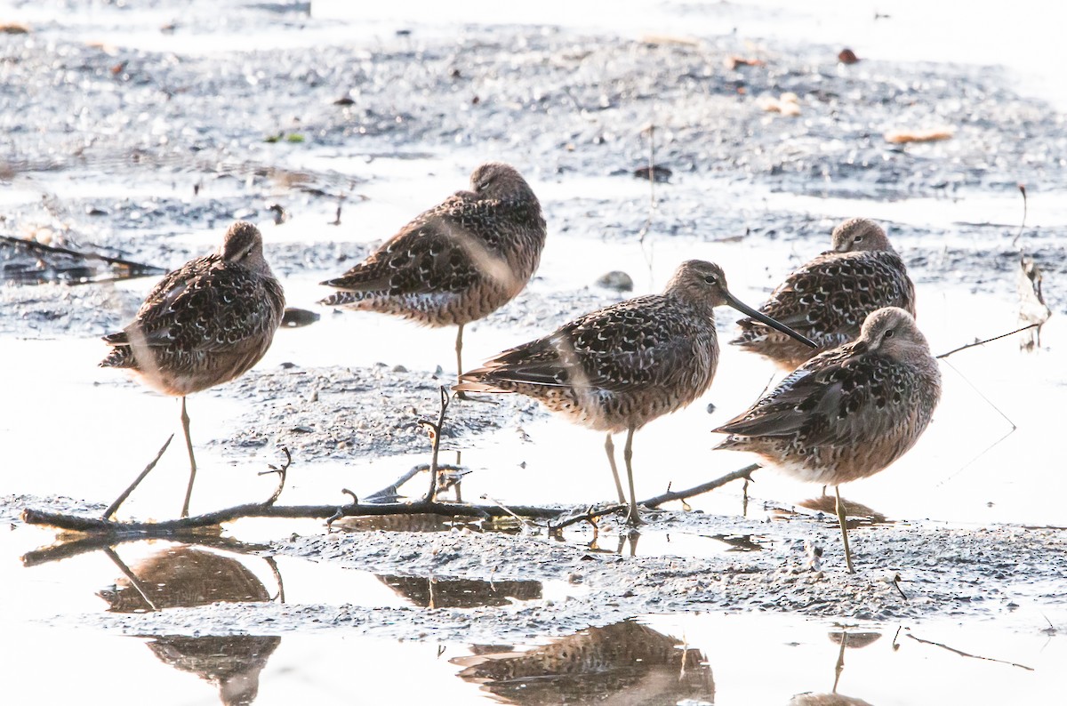 Long-billed Dowitcher - ML97303111