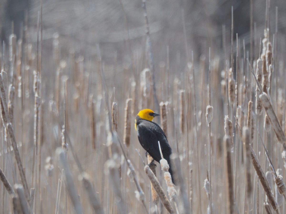 Yellow-headed Blackbird - ML97303611