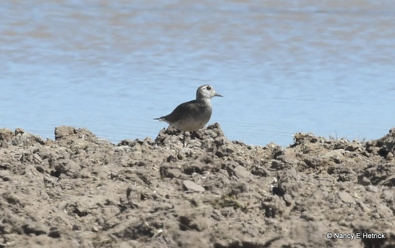 American Golden-Plover - ML97303981