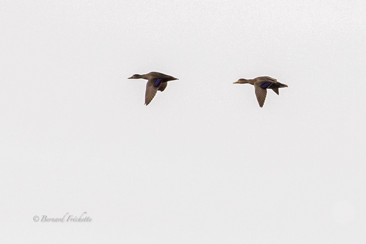 Esmer Ördek - ML97304451