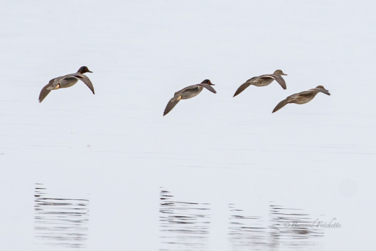 Green-winged Teal - Bernard Fréchette