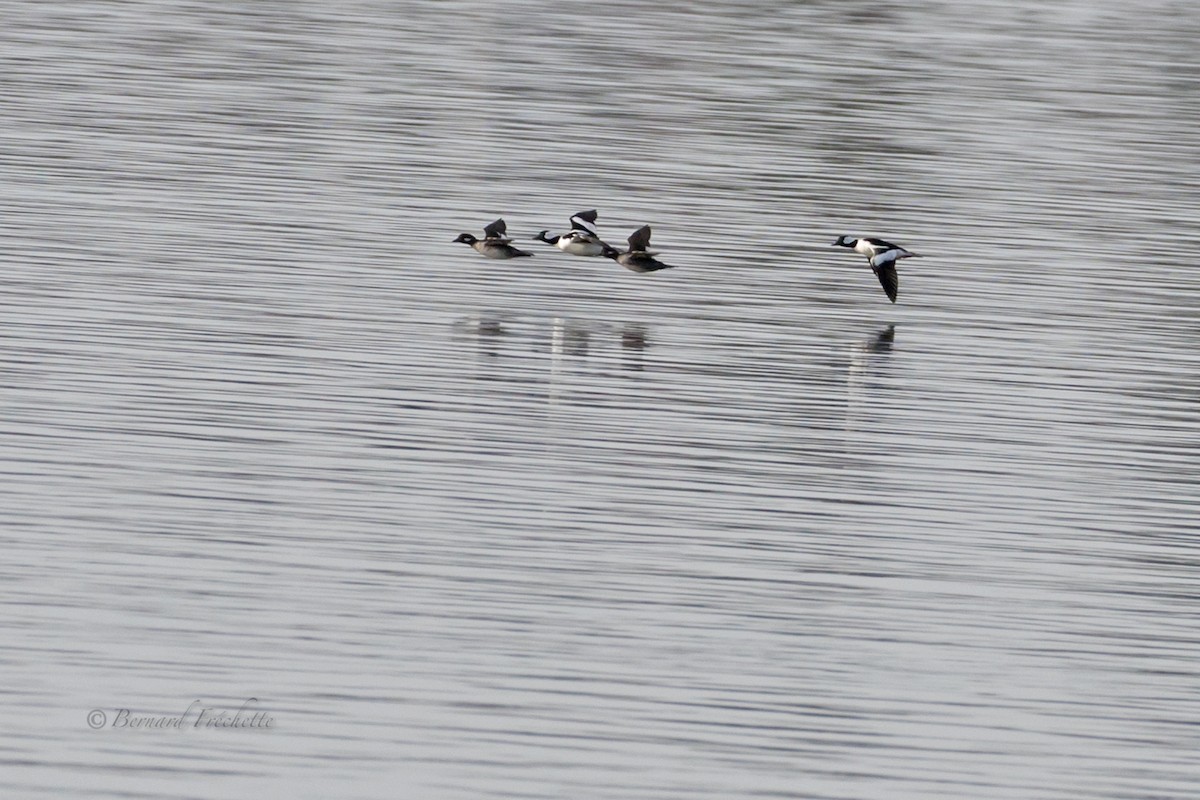 Bufflehead - ML97304611