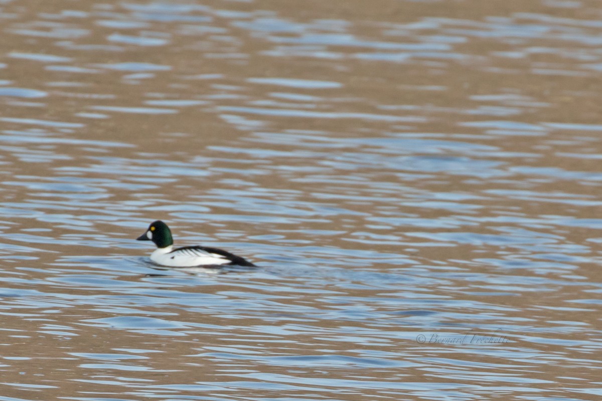 Common Goldeneye - ML97304631