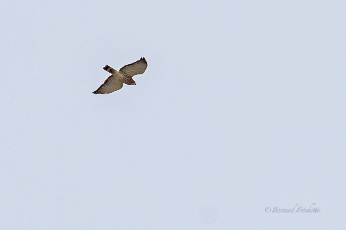 Broad-winged Hawk - ML97304871