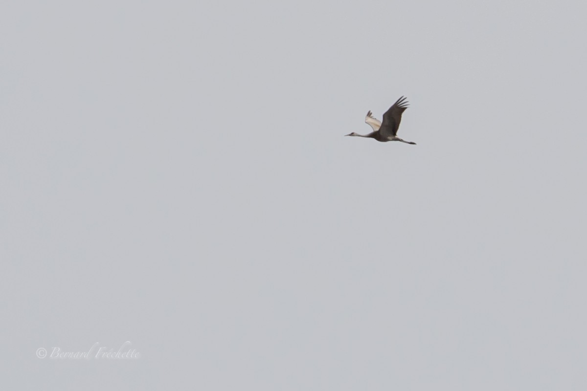 Sandhill Crane - Bernard Fréchette