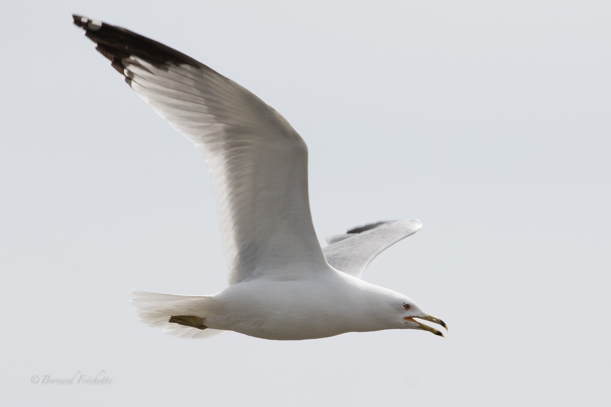 Ring-billed Gull - ML97304931