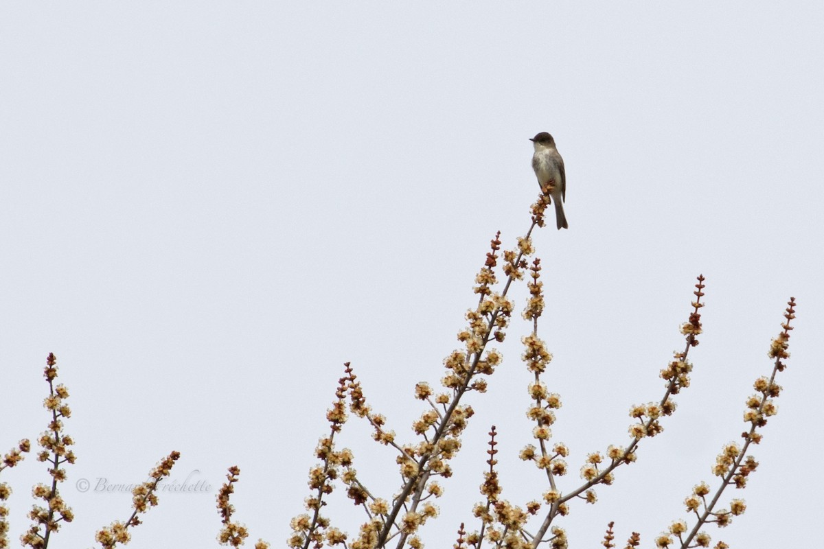 Eastern Phoebe - Bernard Fréchette