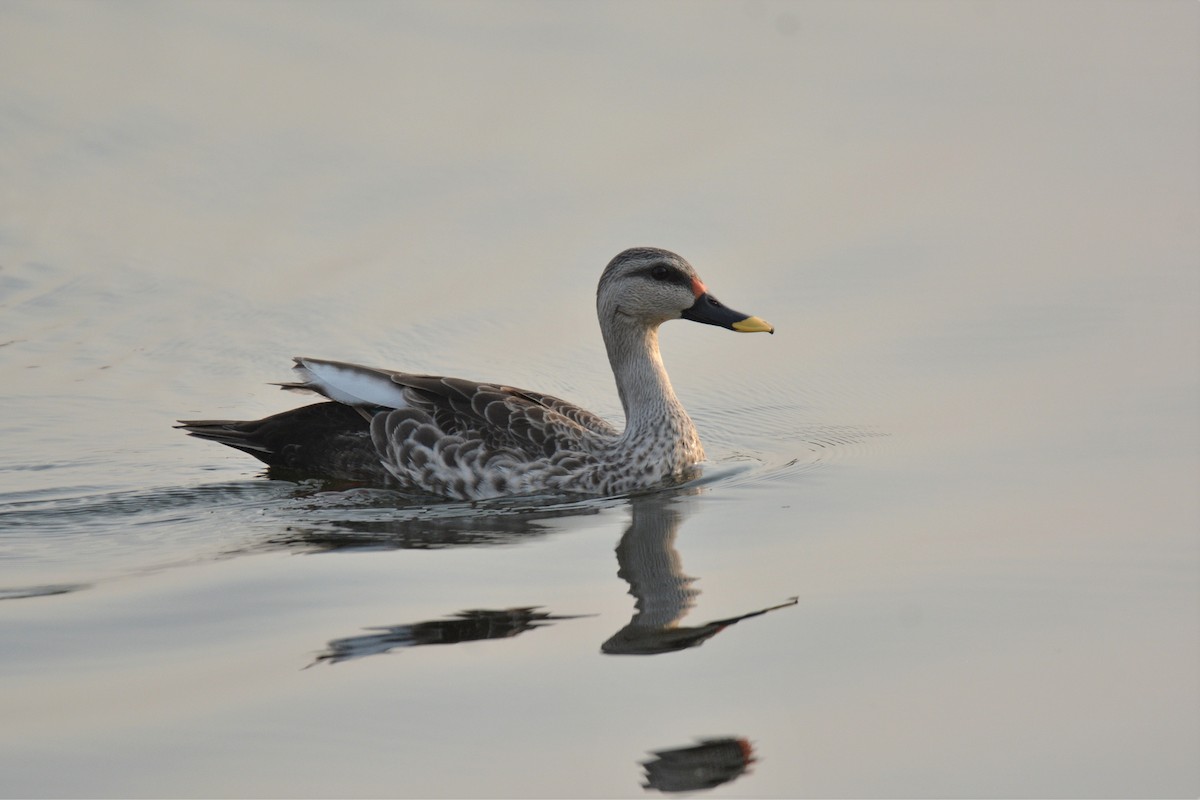 Indian Spot-billed Duck - Prem Prakash Garg
