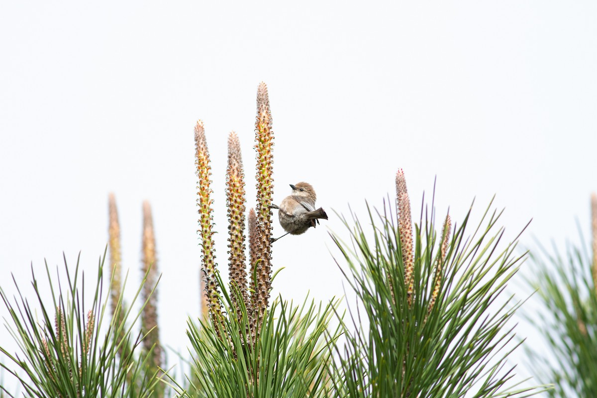 Bushtit - ML97308131