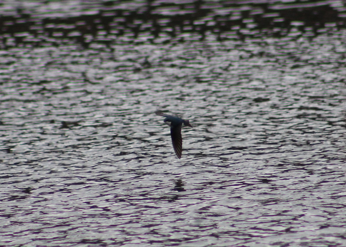 Tree Swallow - ML97309311