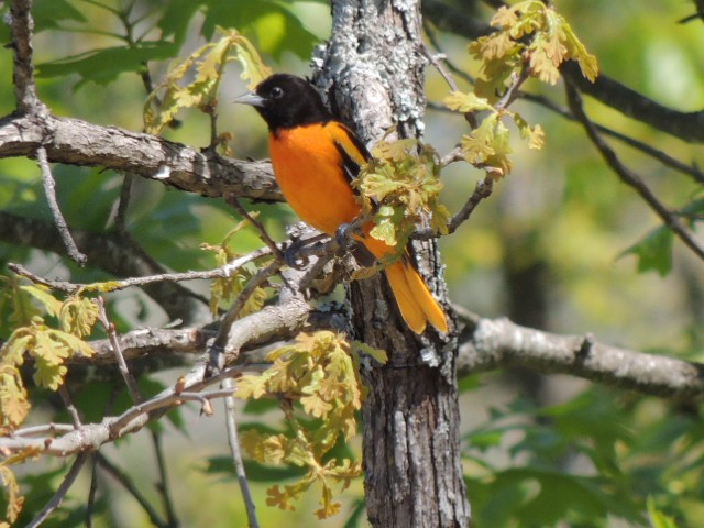 Baltimore Oriole - ML97309481