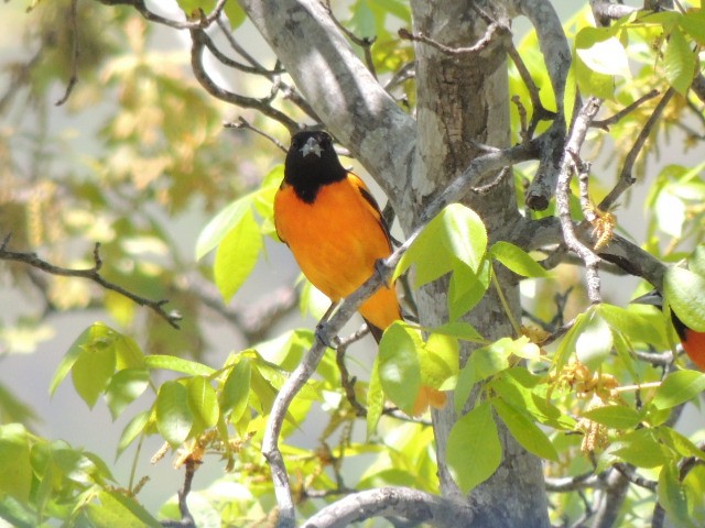 Baltimore Oriole - ML97309531