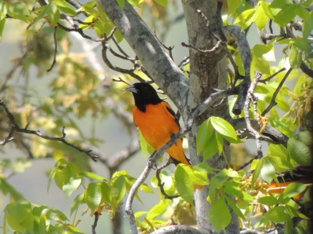Baltimore Oriole - ML97309541