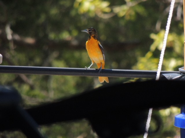 Baltimore Oriole - ML97309801