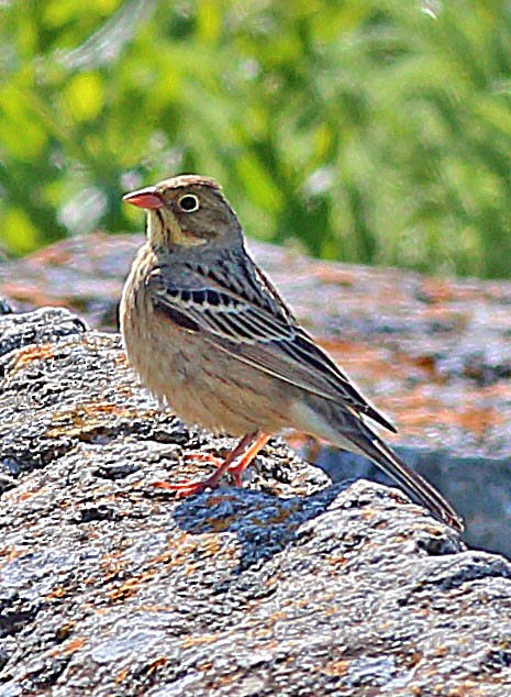 Ortolan Bunting - Mike Litak