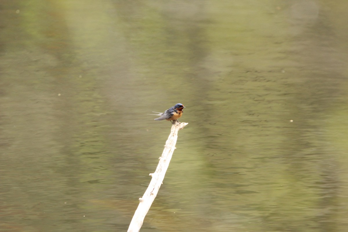 Barn Swallow - ML97311701