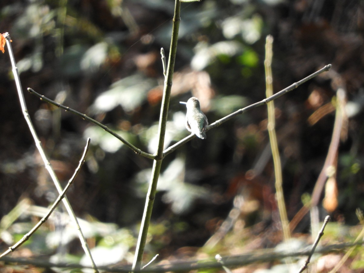 Anna's Hummingbird - Peter Olsoy