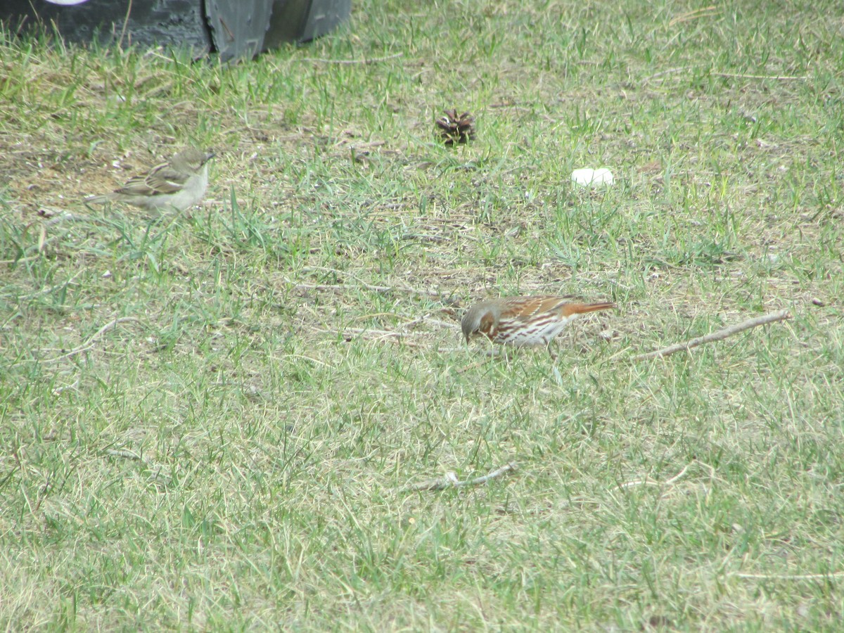 Fox Sparrow (Red) - ML97313081