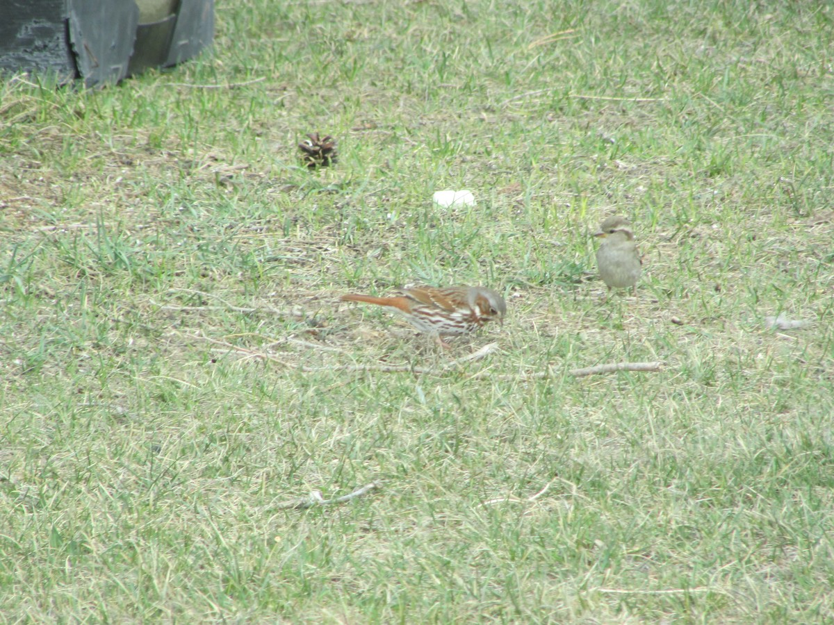 Fox Sparrow (Red) - ML97313121