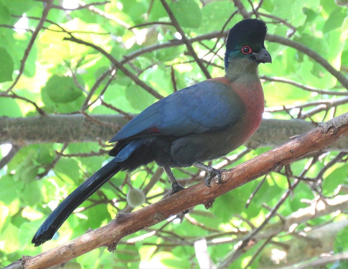 Purple-crested Turaco - Brad Arthur