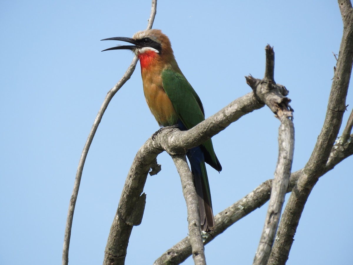 White-fronted Bee-eater - ML97314101