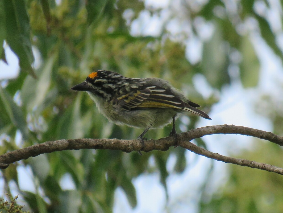 Yellow-fronted Tinkerbird - ML97314211