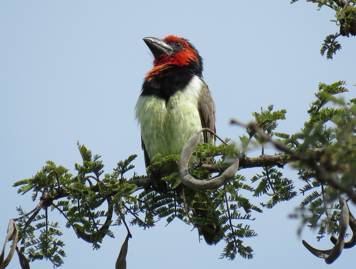 Black-collared Barbet - ML97314271