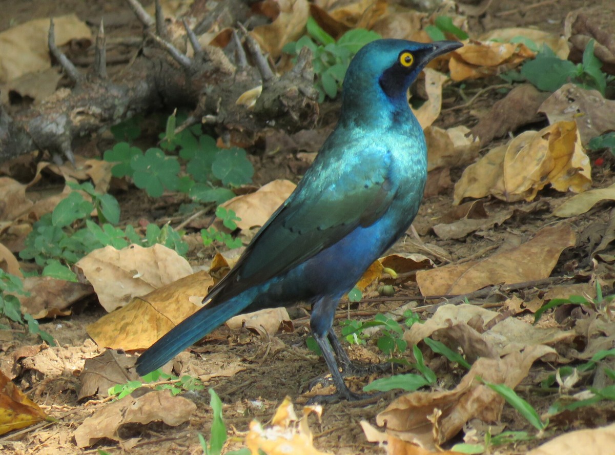 Greater Blue-eared Starling - ML97314391