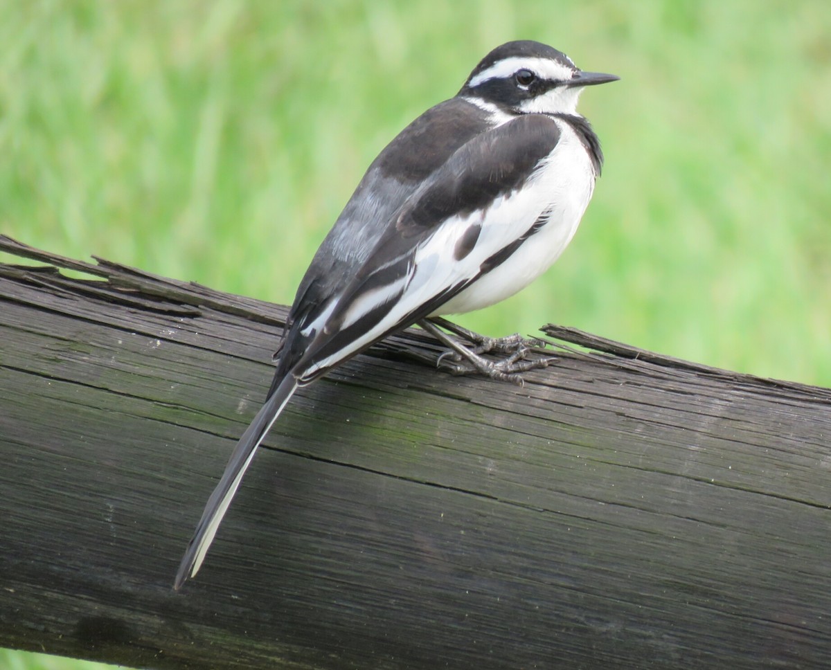 African Pied Wagtail - ML97314461