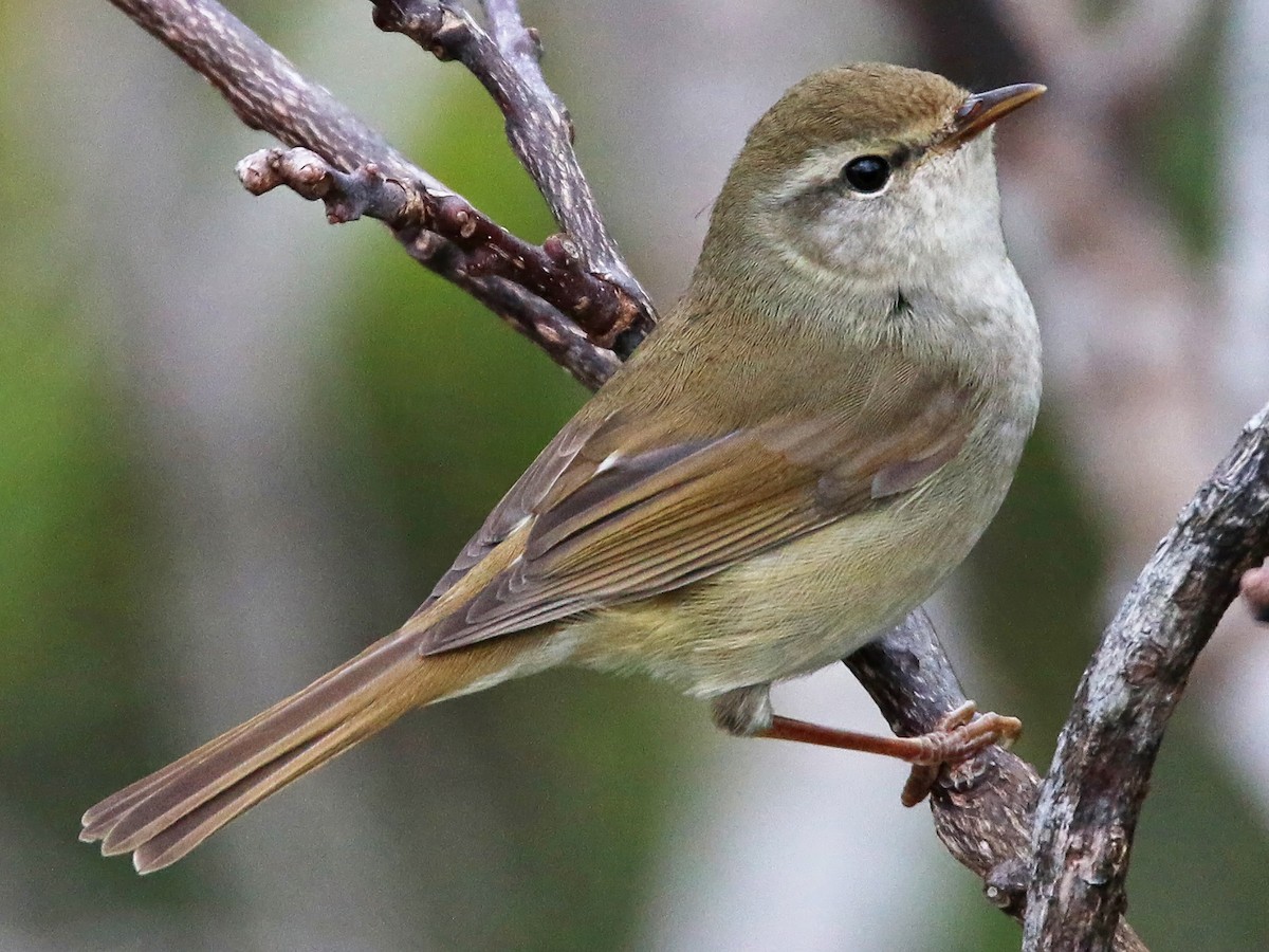 ウグイス - eBird