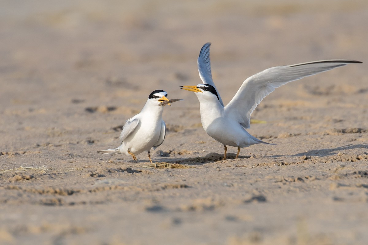 Least Tern - Brett Hoffman