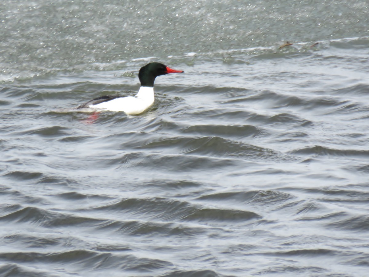 Common Merganser - Joe Baldwin