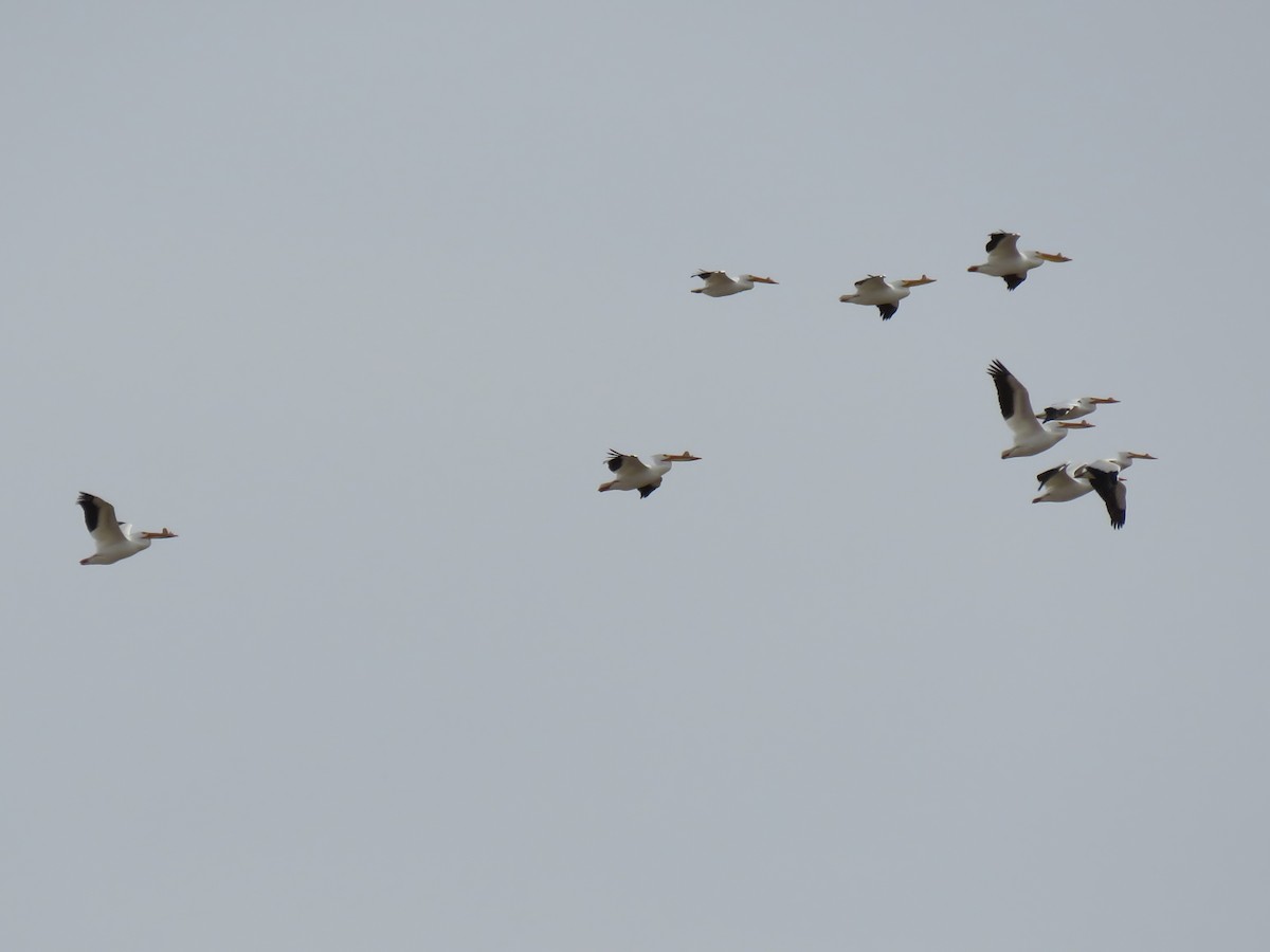 American White Pelican - ML97317051