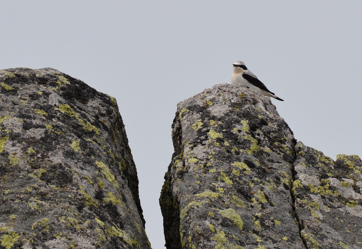 Northern Wheatear - ML97317671