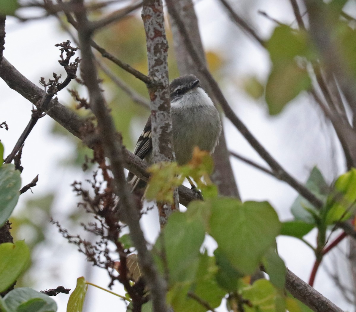 White-throated Tyrannulet - John Bruin