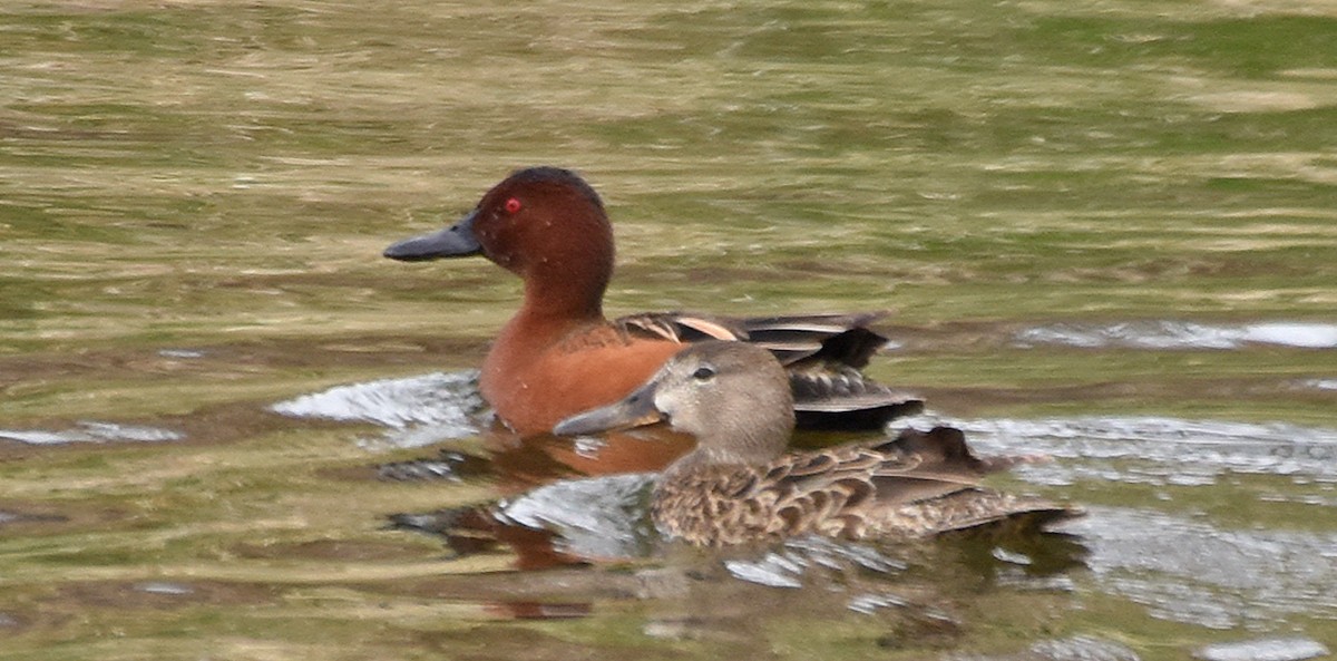 Cinnamon Teal - ML97321741
