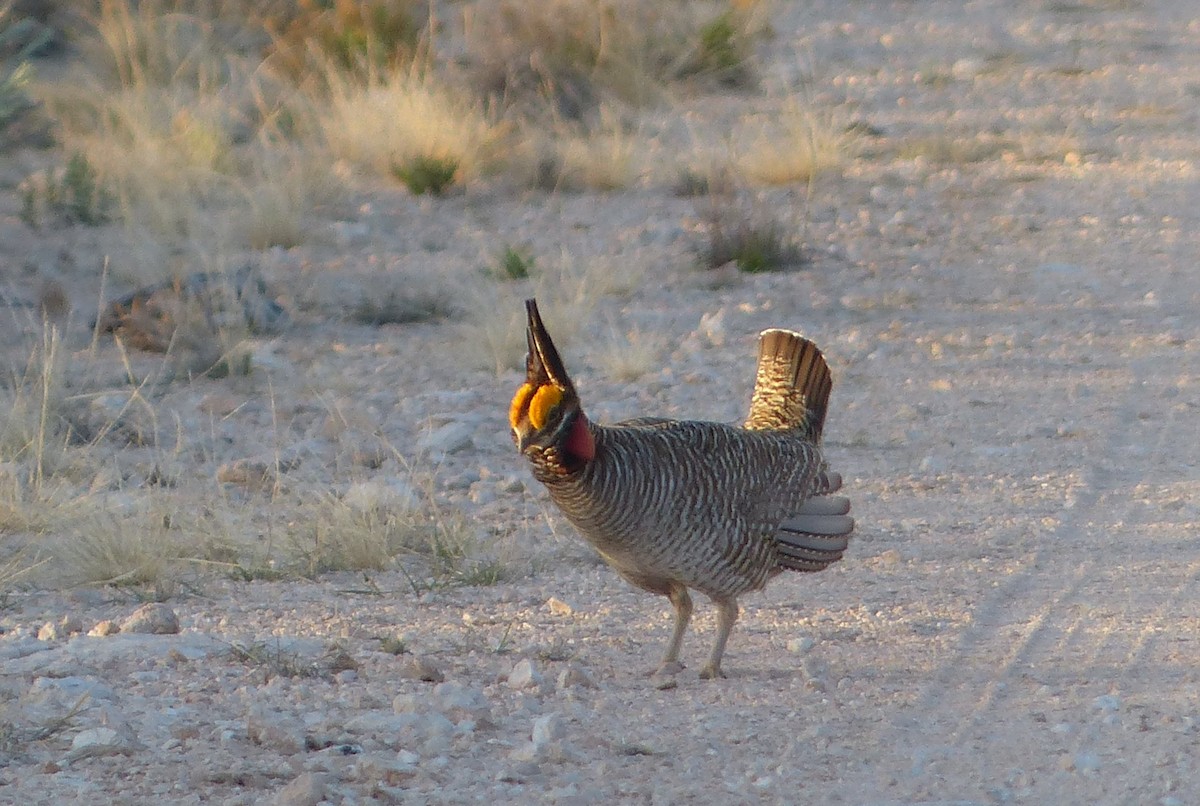 Lesser Prairie-Chicken - Bob Wilcox